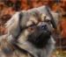 Tibetansk spaniel thumbs tibetansk spaniel kri kris odysseus odin head